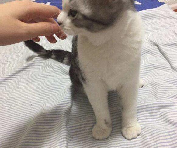 家有萌寵搬家怎么辦？